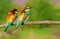 pair of beautiful wild birds bee-eaters