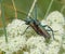 Pair of beetles with long mustaches are pairing. Musk Beetle Aromia moschata