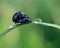 A pair of beetles mate on green grass with dew. Reproduction of insects macro