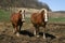 A pair of Belgian Draft horses