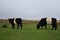 Pair of Belted Galloway Cows Grazing on the Moors in England