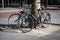 Pair of bicycles locked and leaning on a tree.  Dutch style