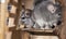 Pair of big chinchillas in a wooden cage, pet life concept, purebred fluffy rodents