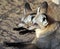 The pair of big-eared foxes sitting in the sunset light