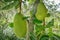 A pair of big green jack fruit