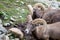 Pair of Big Horn Sheep