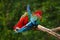 Pair of big parrot Red-and-green Macaw, Ara chloroptera, two birds sitting on the branch, Brazil