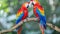 pair of big parrot scariet two birds sitting on branch, Wildlife love scence