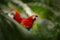 Pair of big parrot Scarlet Macaw, Ara macao, two birds sitting on branch, Brazil. Wildlife love scene from tropic forest nature. T