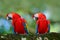 Pair of big parrot Scarlet Macaw, Ara macao, two birds sitting on branch, Brazil. Wildlife love scene from tropic forest nature. T