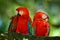 Pair of big parrot Scarlet Macaw, Ara macao, two birds sitting on branch, Brazil. Wildlife love scene from tropic forest nature. T