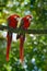 Pair of big parrot Scarlet Macaw, Ara macao, two birds sitting on branch, Costa rica. Wildlife love scene from tropic forest natur