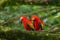 Pair of big parrot Scarlet Macaw, Ara macao, two birds sitting on branch, Costa rica. Wildlife love scene from tropic forest natur