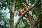 Pair of big Scarlet Macaws, Ara macao, two birds sitting on the branch. Pair of macaw parrots in Costa Rica.