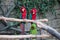 Pair of big Scarlet Red Macaws, Ara macao, two birds sitting on the branch. Wildlife scene from tropical forest nature. Two beauti