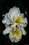Pair of big white orchid flower
