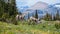 A Pair of Bighorn Sheep Prancing down an Alpine Meadow at Glacier National Park