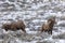 Pair of Bighorn Sheep Rams in Snow