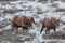 Pair of Bighorn Sheep Rams in Winter