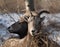 Pair Of Bighorn Sheep In Winter