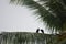 Pair of bird on coconut leaf