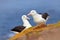 Pair of birds Black-browed albratros. Beautiful sea bird sitting on cliff. Albatross with dark blue water in the background, Falkl