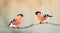 pair of birds bullfinches with red feathers sitting on a branch in winter Park