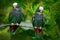 Pair of birds, green and grey parrot, White-crowned Pionus, White-capped Parrot, Pionus senilis, in Costa Rica. Love on the tree.