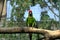 Pair of birds, green parrot Military Macaw