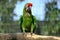 Pair of birds, green parrot Military Macaw