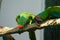 Pair of birds, green parrot Military Macaw