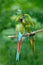 Pair of birds, green parrot Military Macaw, Ara militaris, Costa Rica