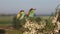 pair of birds of paradise on a flowering branch