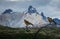 Pair of birds posing in the dry branches of a bush, behind the birds, the snowy peaks of Torres del Paine.