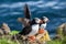 Pair of birds puffins on a rock, Iceland