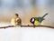 A pair of birds Sparrow and chickadee sitting on a branch next t