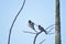 Pair Birds on  tree family time