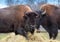 Pair of Bison