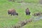 A Pair of Bison at Lamar Valley, Yellowstone