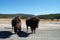 Pair of bison in Yellowstone