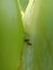 a pair of black ants making out on the midrib of a banana tree