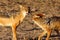 The pair of black-backed jackal Canis mesomelas is fighting close to waterhole. Predator in action with open mouth in the