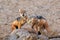 The pair of black-backed jackal Canis mesomelas is fighting close to waterhole. Predator in action with open mouth in the