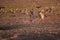 Pair of Black Backed Jackals  Canis Mesomelas, african fox-like canids hunting birds at waterhole. Animal action scene, hunting