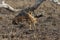 The pair of black-backed jackals Canis mesomelas fighting in dry african savanna close to the carcass