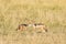 A pair of black-backed jackals in the grasslands of the Masai Mara, Kenya