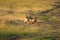 Pair of black backed jackals in masai mara Kenya