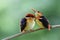 Pair of Black-backed or Oriental dwarf kingfisher teasing each other dueing perching tree branch in breeding season, mating bird