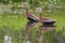 A pair of Black-bellied whistling ducks (Dendrocygna autumnalis) in a swamp
