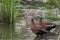 A pair of Black-bellied whistling ducks (Dendrocygna autumnalis) in a swamp covered with duckweed.